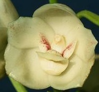 Peristeria elata