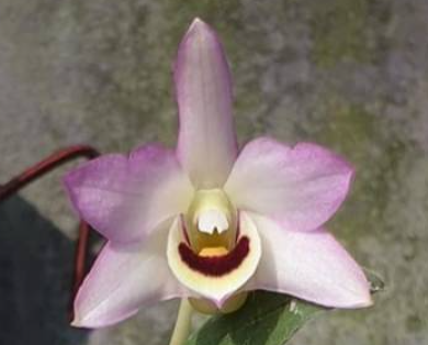 Dendrobium flexicaule