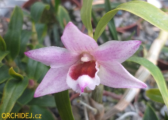 Dendrobium auriculatum x hekouense