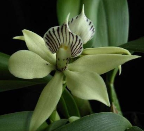 Encyclia fragrans Small Octopus