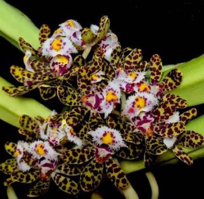 Gastrochilus bellinus Midnight