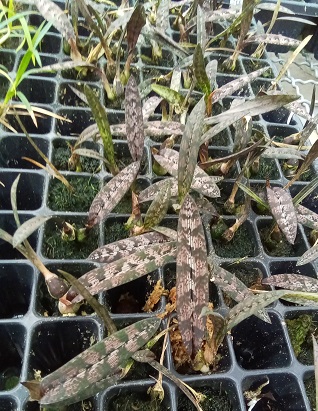 Oeceoclades spathulifera