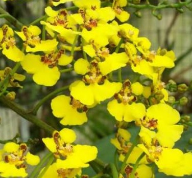 Oncidium ampliatum