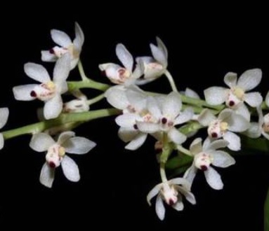Tuberolabium elobe
