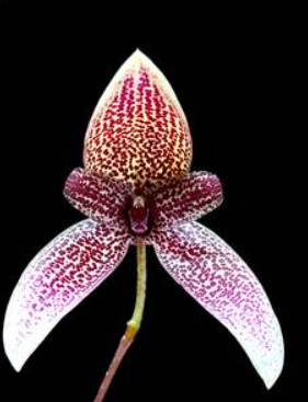 Bulbophyllum elassoglossum
