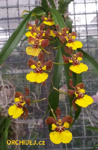 Oncidium croesus