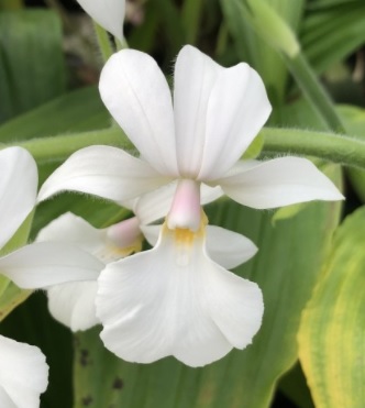 Calanthe Brigitte Frehsonke