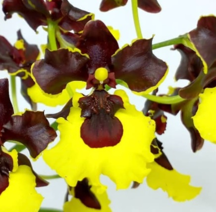Oncidium concolor x Moon Shadow