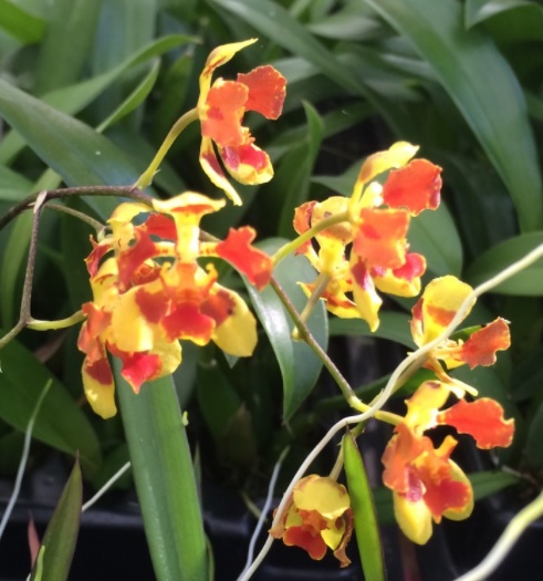 Oncidium coloratum x Baptistonia riograndense