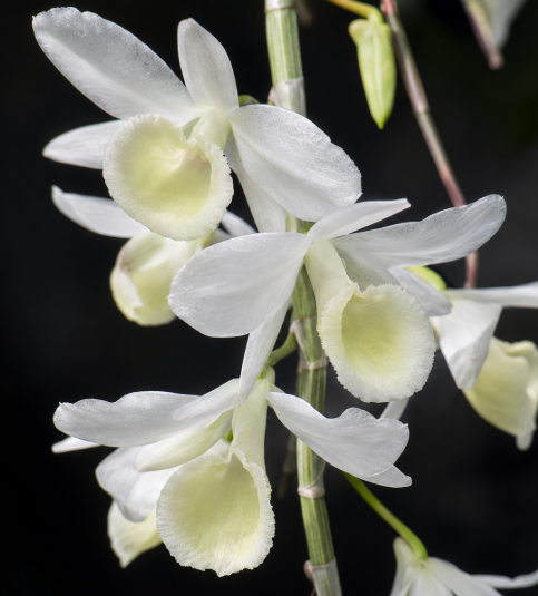 Dendrobium aphyllum var. alba