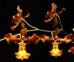Oncidium crispum