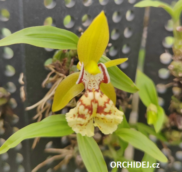 Coelogyne schilleriana - navázána
