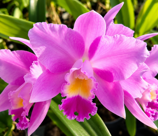 Laeliocattleya Sakura Candy
