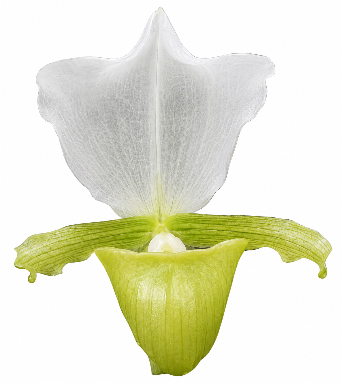 Paphiopedilum charlesworthii var. alba