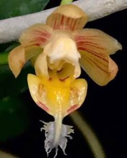 Pelatantheria ctenoglossum