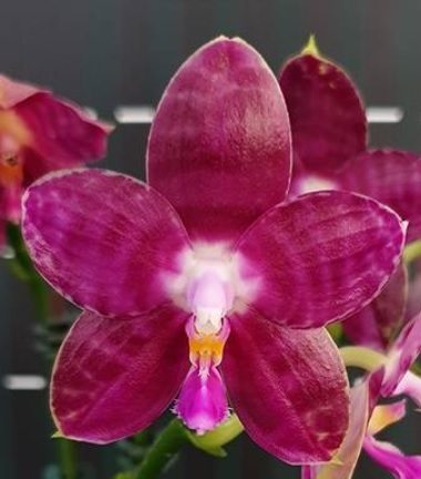 Phalaenopsis Lyndon Mix Zebra 709