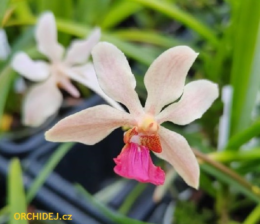 Vanda lamellata calayana x Holc. kimballianum