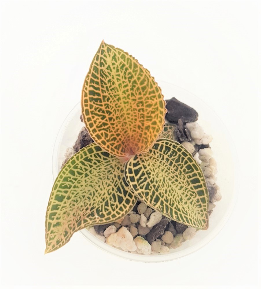 Anoectochilus roxburghii Yellow