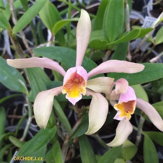 Cattleya forbesii 
