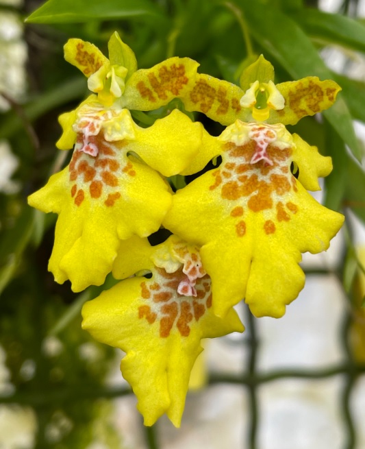 Psygmorchis crista-galli