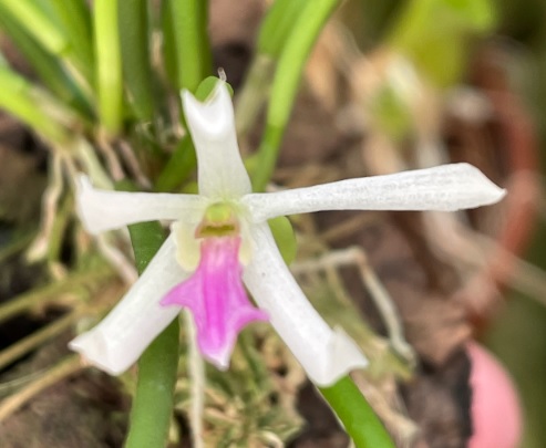 Leptotes bohnkiana