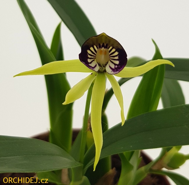 Encyclia cochleata 2N (Anacheilium cochleatum)