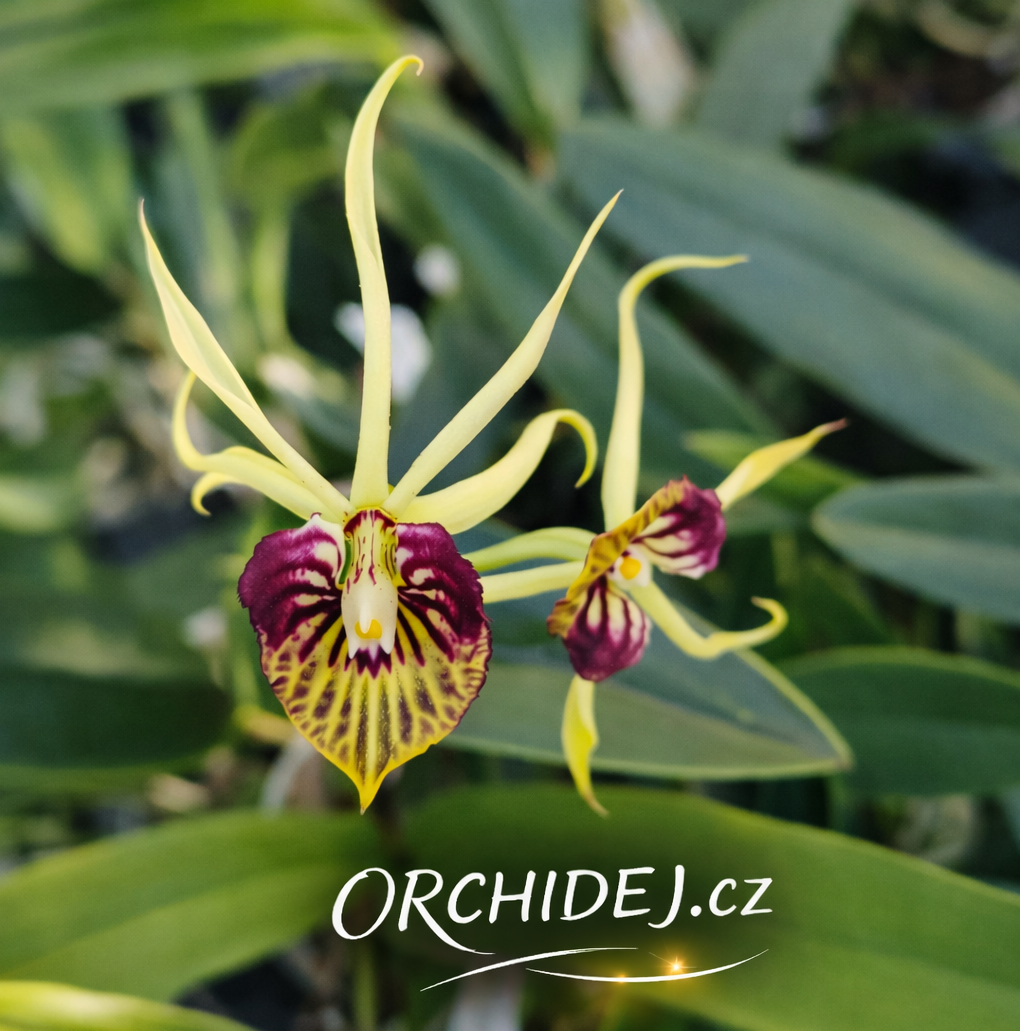 Encyclia cochleata 2N (Anacheilium cochleatum)