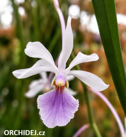 Holcoglossum subulifolium x Vanda coerulescens