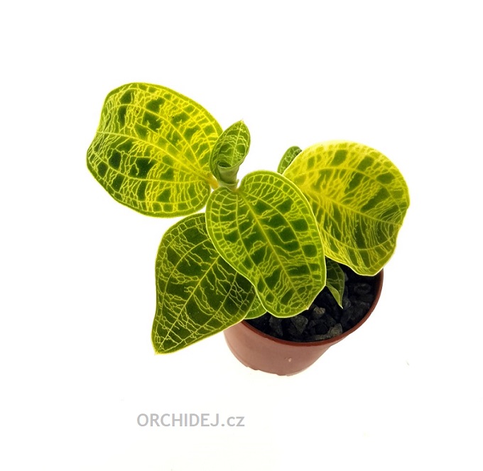 Macodes petola Gold