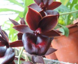 Catamodes Jumbo Rubytex Black Magic