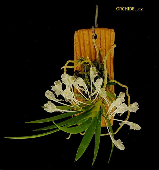 Podangis dactyloceras