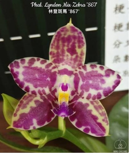 Phalaenopsis Lyndon Mix Zebra 867