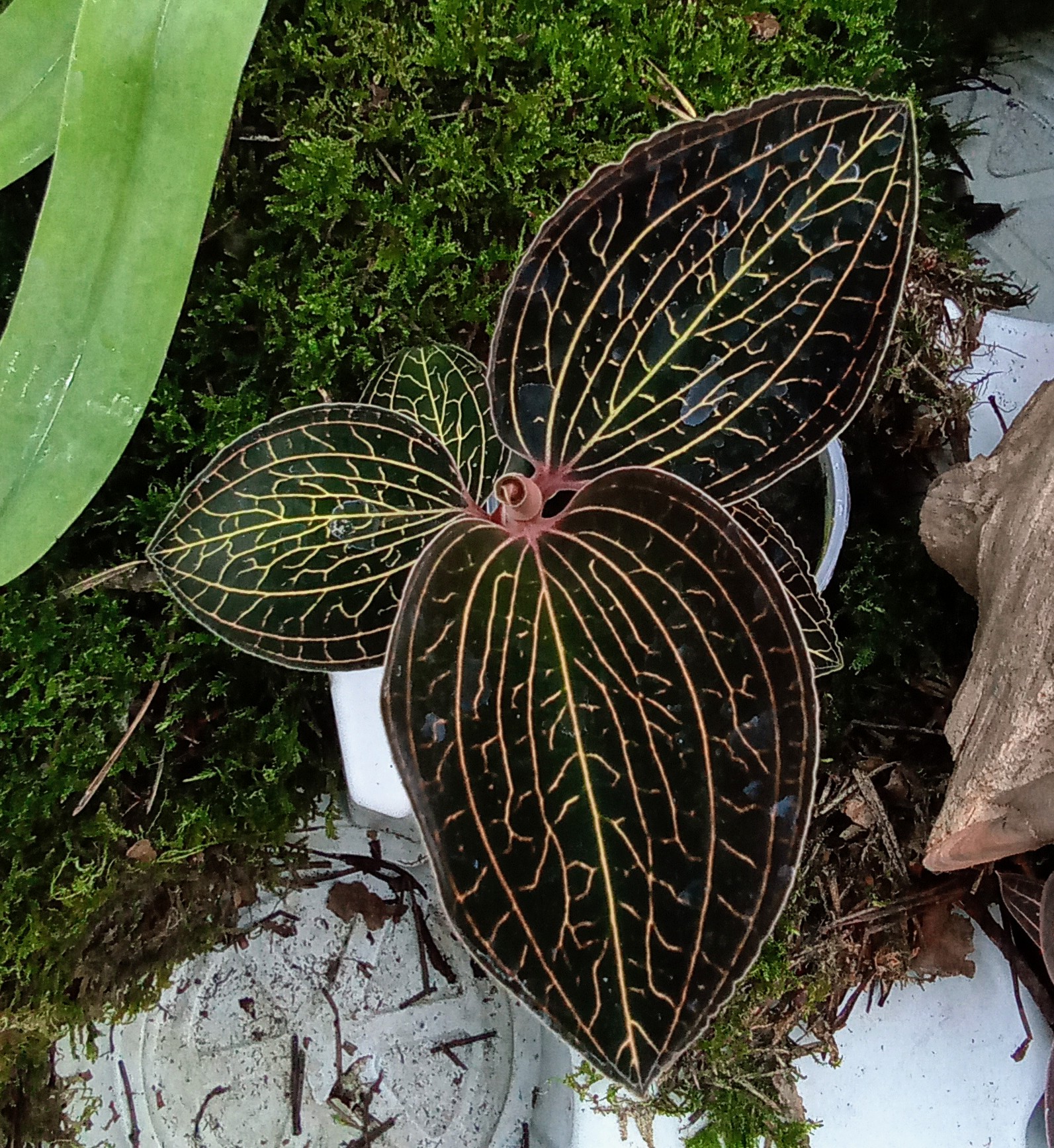 Anoectochilus burmanicus