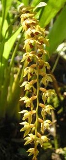 Dendrochilum gracile