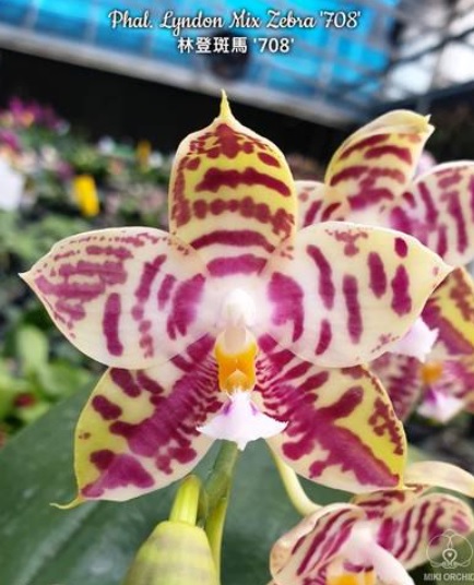 Phalaenopsis Lyndon Mix Zebra 708