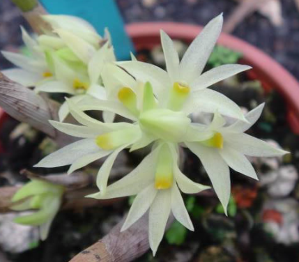 Dendrobium petiolatum var. alba