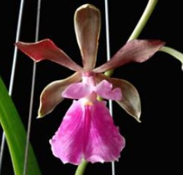Encyclia Jairak Smiley