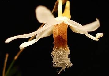 Dendrobium polytrichum