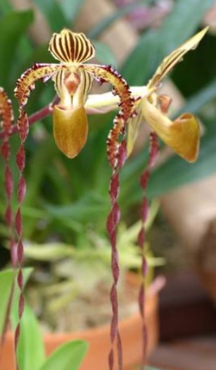 Paphiopedilum Angel Hair (St. Swithin x sanderianum)
