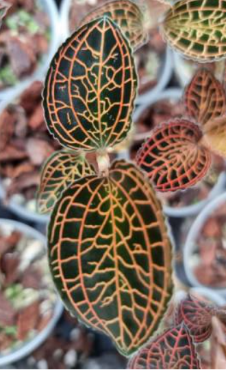 Anoectochilus burmanicus Red Dragon