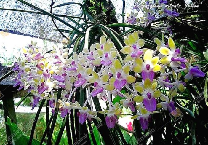 Seidenfadenia mitrata var. yellow