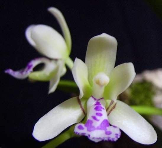 Sedirea japonica