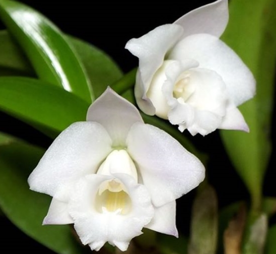 Laelia alaorii var. alba