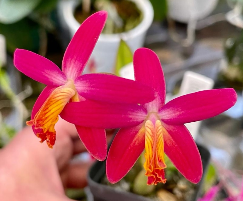 Laelia longipes x milleri 