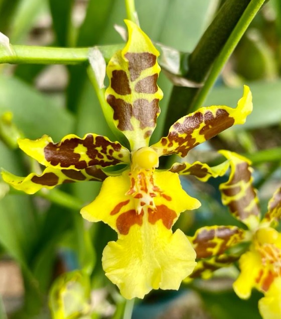 Oncidium Summer Wind