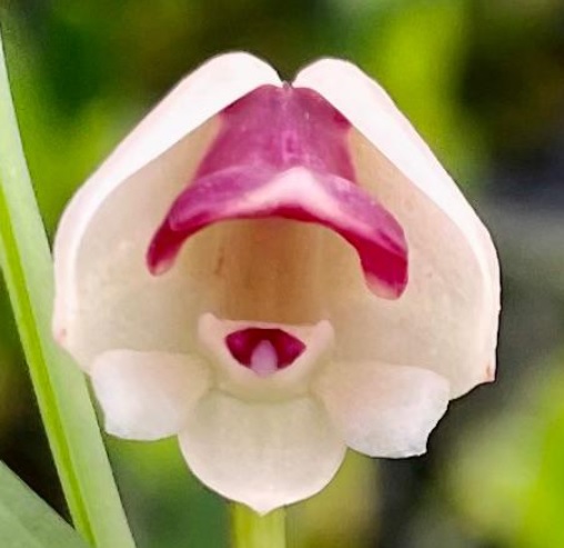 Polystachya vulcanica