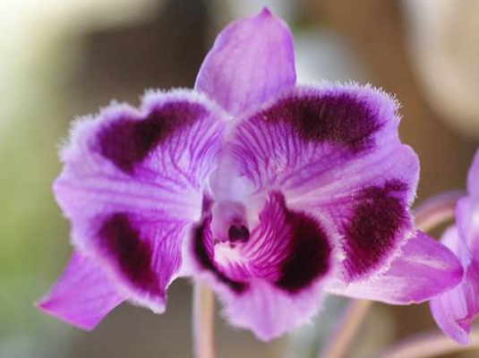 Dendrobium parishii peloric 