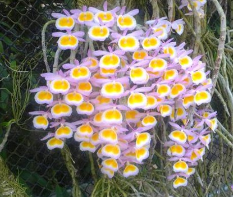 Dendrobium primulinum Laos