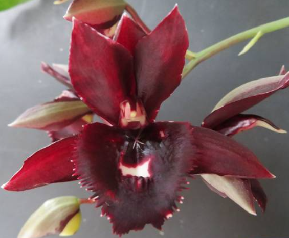 Catasetum Alexa