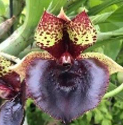 Catasetum Linda Vanella